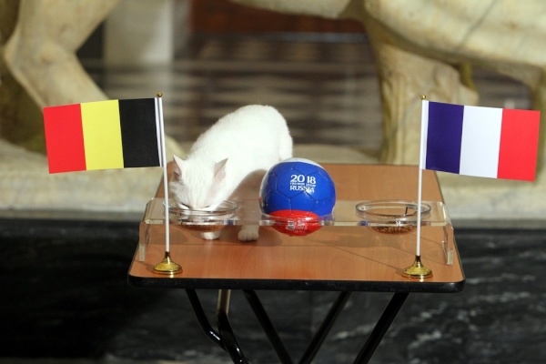 Ахилл предсказал победу Бельгии над Францией