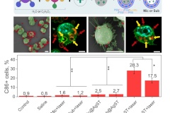 Российские ученые создали инновационную систему для перепрограммирования иммунных клеток внутри опухоли