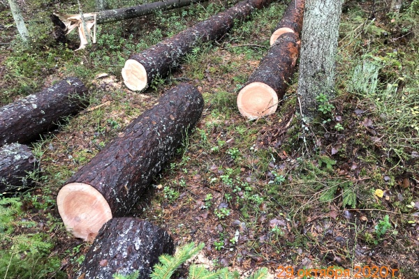 Незаконная вырубка леса привела к возбуждению уголовных дел