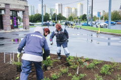 Во Фрунзенском районе завершается осенний сезон посадок кустарников