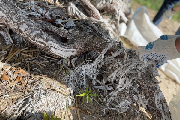 Экомарафон «Дни зеленых действий»