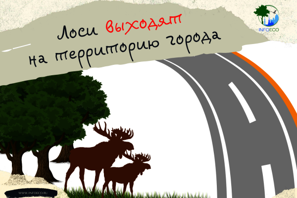 Лоси выходят на территорию города