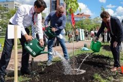 В Пулковском парке молодые клены высадили на Аллее бизнеса