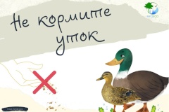 Массовая подкормка – одна из причин гибели уток