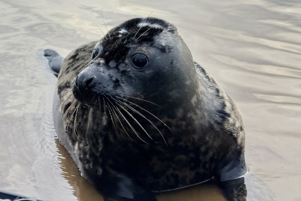 Сезон реабилитации ластоногих 2025