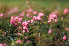 Поздравляем ветеранов - юбиляров декабря!