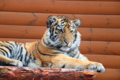 У тигра Зевса в Ленинградском зоопарке будет личный опекун