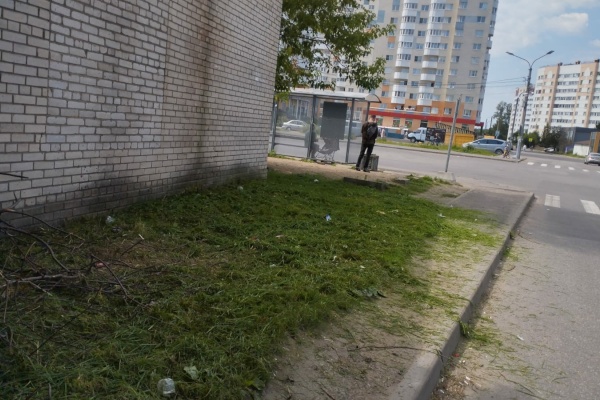 Борьба с борщевиком в Выборгском районе Санкт‑Петербурга