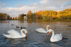 Не кормите осенью перелетных птиц