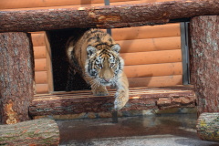 В Ленинградском зоопарке готовы показать посетителям подарок Мариуполя – тигренка Зевса