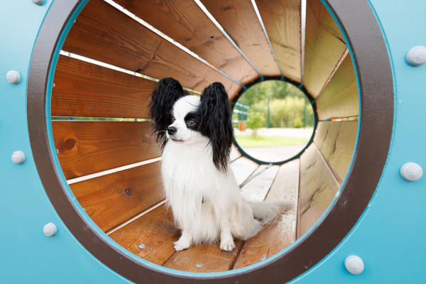 Площадка для выгула и дрессировки собак открыта