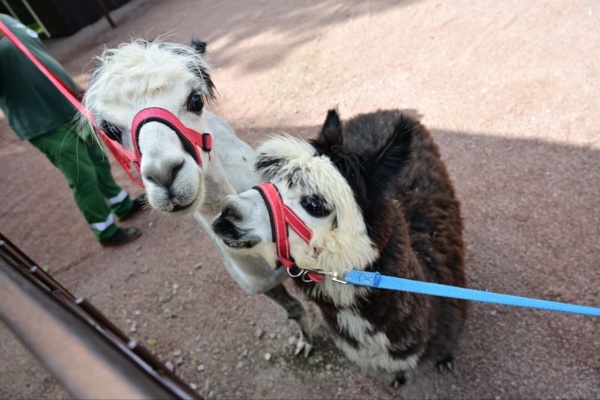 Врио главы администрации Петроградского района Александр Петухов поздравил Ленинградский зоопарк со 160-летием!