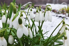 Поздравляем ветеранов – юбиляров января!