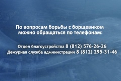 В Выборгском районе начали борьбу с борщевиком