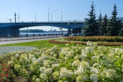 Выборгскую набережную украшает цветущая клумба