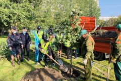 Сотрудники УМВД России по Кировскому району высадили ели в честь погибших в Великой Отечественной войне