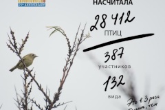В Петербурге посчитали птиц