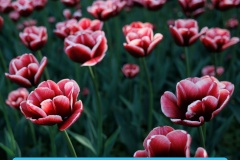 Поздравляем ветеранов – юбиляров марта!