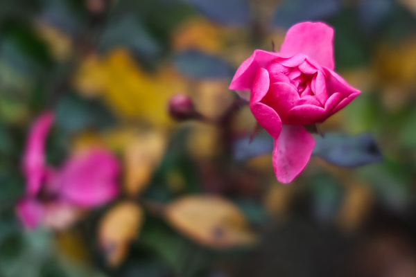 Розы в парке Интернационалистов