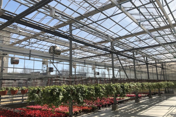 Более 300 тысяч цветов высадят в этом году в Пушкинском районе