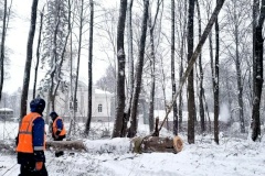 В Петродворцовом районе продолжаются работы по уборке аврийных деревьев