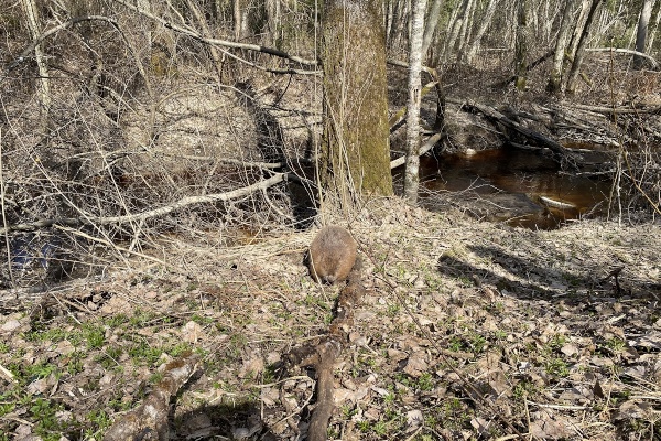 Бобра вернули в дикую природу