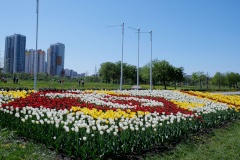 Более 25 000 тюльпанов зацвели в Купчино