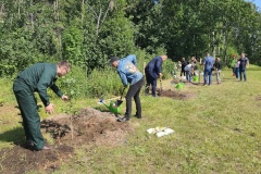 В заказнике «Северное побережье Невской губы» посадили молодые дубы
