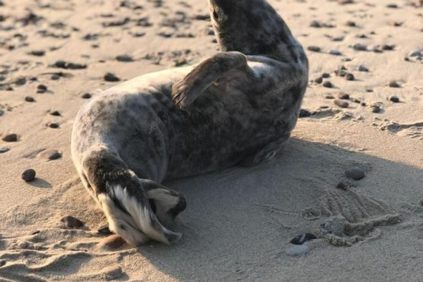 Специалисты Фонда друзей балтийской нерпы оценили состояние популяции ластоногих