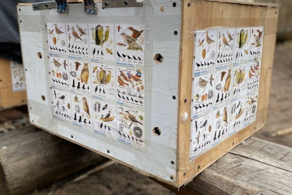 Хищных птиц выпустили на волю в День Земли