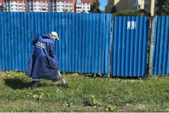 В Приморском районе активно ведется борьба с борщевиком