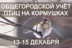 Петербуржцев приглашают посчитать птиц на кормушках
