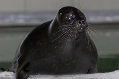 «Самая хорошая зима за последние 8 лет»: Фонд друзей балтийской нерпы поделился прогнозами на сезон реабилитации в 2026 году