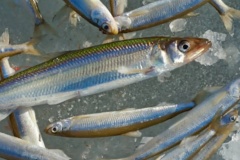 С 15 апреля в Санкт‑Петербурге начнется сезон корюшки