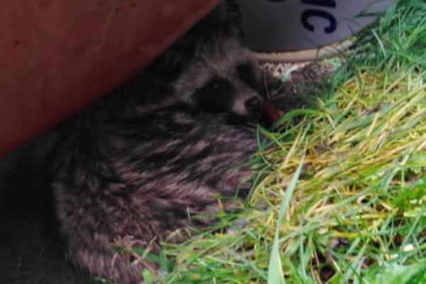 Специалисты Комитета по природопользованию спасли енотовидную собаку