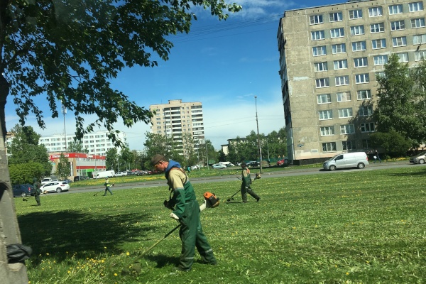 В Невском районе начались работы по скосу травы