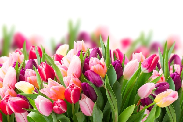 Поздравление Председателя Общественной палаты Санкт‑Петербурга с Международным женским днем – 8 марта