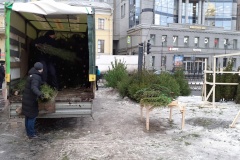 В Петербурге прошли рейды по проверке елочных базаров