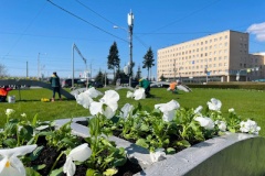 Улицы, парки, сады и скверы Красногвардейского района украсили новыми растениями
