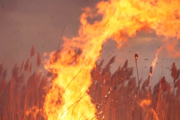 Причина пожаров - человек (30 сек.)