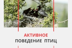 Уважаемые жители Пушкинского района! Весна — это пора, когда природа пробуждается, а вместе с ней и жизнь вокруг нас, в том числе и жизнь птиц.