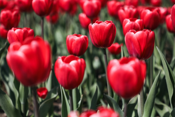 Тюльпаны в садах, скверах и на улицах Петербурга