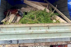 Пресечение незаконной торговли ёлками продолжается