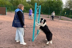 В Петергофе запустили обучающий курс для собаководов