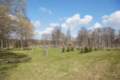 На Аллее памяти Пискарёвского кладбища высадили 34 именных дерева