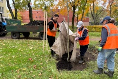 В Петергофе, Ломоносове и Стрельне продолжаются посадки деревьев