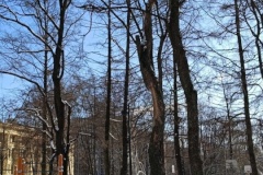 В Красногвардейском районе продолжается санитарная валка деревьев