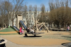 Горные сосны в сквере Псковских Десантников