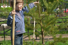 Посадка деревьев у школы №583