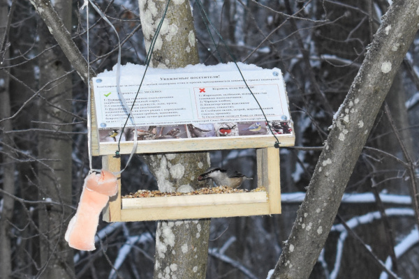 Зимняя подкормка птиц